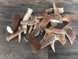 Scout's Antlers Medium