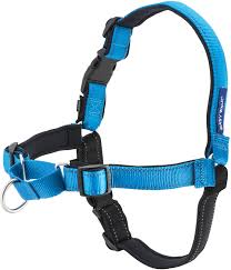Easy Walk Harness Medium Ocean/Black