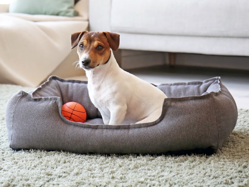 JM Pet Resort Retail Store JM Pet Resort Veterinary Clinic jm-pet-resort-retail-store-jm-pet-resort-veterinary-clinic